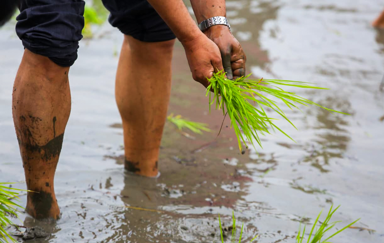Australian Ambassador Cultivates Cultural Ties, Embraces Nepal’s Paddy Planting Tradition